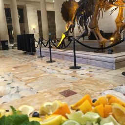 Slices of fruit in the forefront of a dinosaur fossil display in a museum